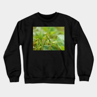 Praying Mantis Crewneck Sweatshirt